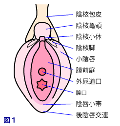 小陰部 黒い